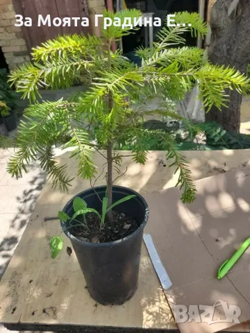 Българска ела, бор ,смърч,бял бор и мура , снимка 3 - Градински цветя и растения - 49491350