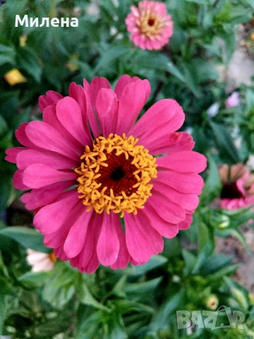 семена за едногодишни цветя , снимка 7 - Сортови семена и луковици - 51471965