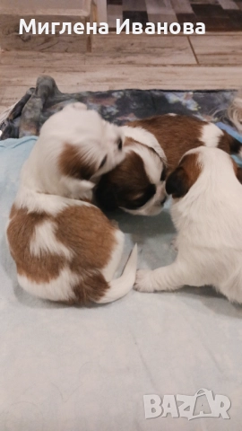 Ши тцу, снимка 14 - Ши Тцу - 52447041