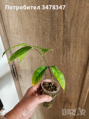 Хоя Campanulata, снимка 3 - Стайни растения - 53561976