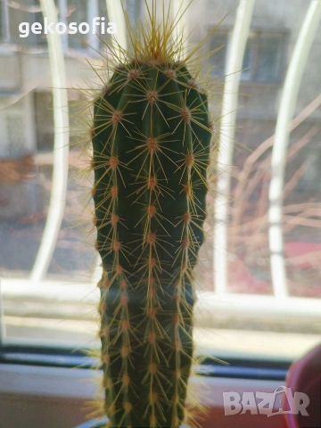 Продавам кактуси 3 броя, снимка 6 - Стайни растения - 53844933