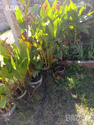 червена кана 