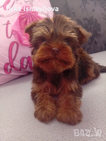 Мини йоркширски териер , снимка 5 - Йоркширски териер - 53534471