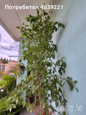 Бенджамин - 2 броя, снимка 6 - Стайни растения - 52259716