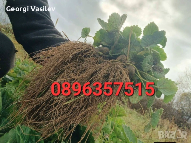  Расад малини и ягоди? *, снимка 3 - Разсади - 53774325