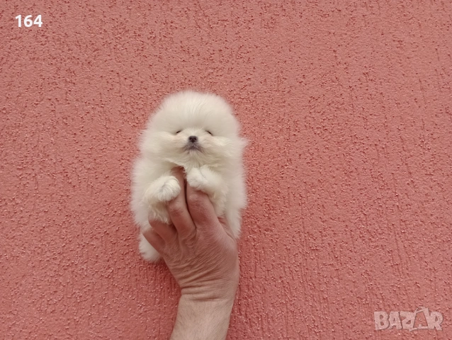 Чисто бели мини Померани. Реални снимки !!! , снимка 16 - Померан - 53904343