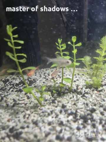 Продавам малки рибки на брой 1.28 евро  , снимка 10 - Рибки - 53345421