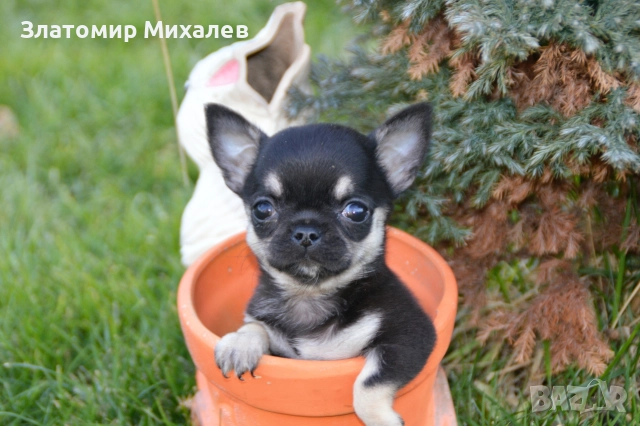 Търсим готини мадами, снимка 6 - Чихуахуа - 52983004