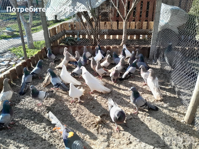 Продавам Римски гълъби, снимка 3 - Гълъби - 53164416