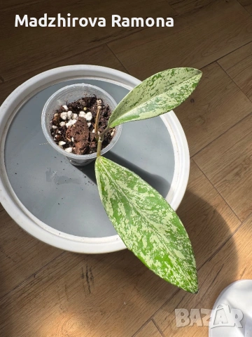 Hoya Pubicalyx pink silver ghost , снимка 3 - Стайни растения - 53818982