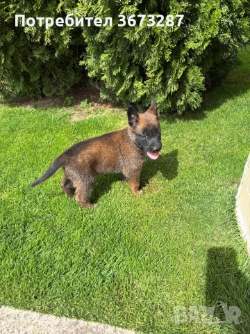 Белгйиска овчарка малинова, снимка 12 - Белгийска овчарка - 51650424