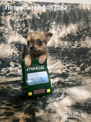 Свободни Чихуахуа , снимка 7 - Чихуахуа - 53760223