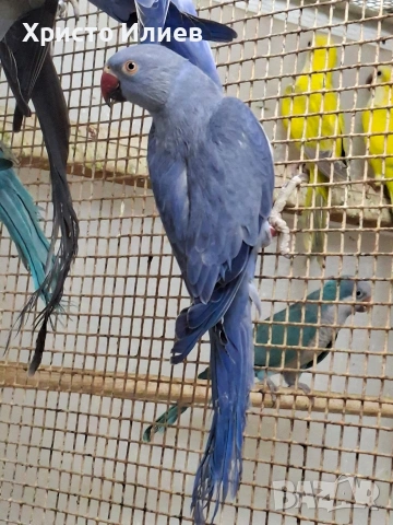 Парот център Бургас виолетови александри , снимка 5 - Папагали - 53656882