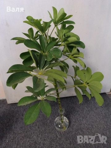 Шевлера - висока 60 сантиметра 