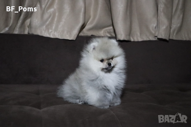 Страхотно момченце померан с родословие FCI, снимка 5 - Померан - 52918943
