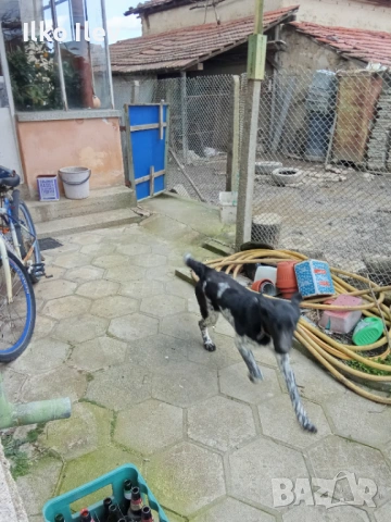 Подарявам куче на осем месеца.Майка Круцхаар,баща бордън коли.Ваксинирано., снимка 2 - Дратхаар - 53633175