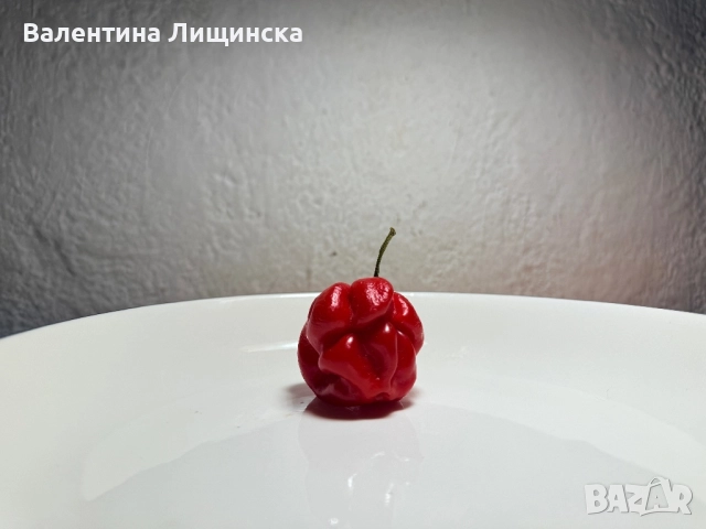  резервиране на разсад от люти чушки, снимка 2 - Разсади - 51981708