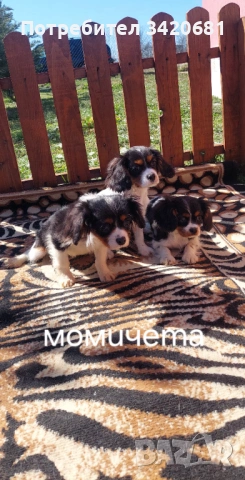 Кавалер кинг чарлз шпаньол , снимка 2 - Кавалер кинг чарлз шпаньол - 53783546