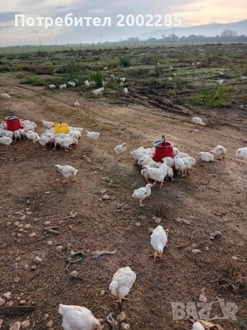 Малки пиленца порода Росс 308