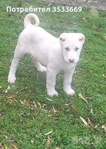 Кавказки вълкодав