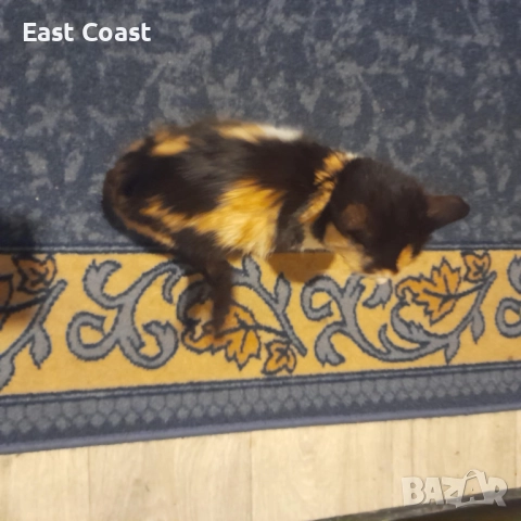 Малко сладко коте/котенце търси своя дом спешни във Варна, снимка 10 - Други - 52672571