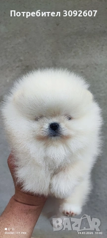 Померани момчета и момичета