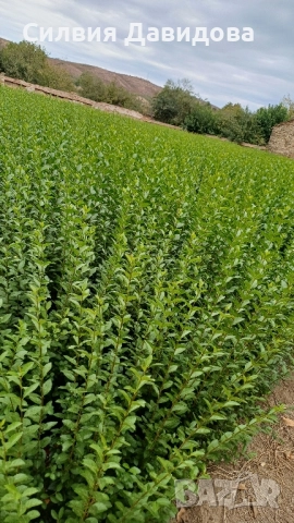 0.70 лв Лигуструм на корен, снимка 5 - Градински цветя и растения - 52023071