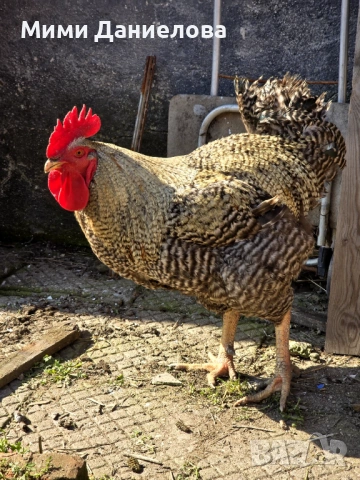 Петли, снимка 2 - Кокошки и пуйки - 53963227