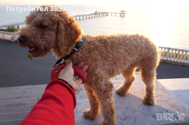 Мини пудел търси приятелка, снимка 3 - Търси партньор - 52428679