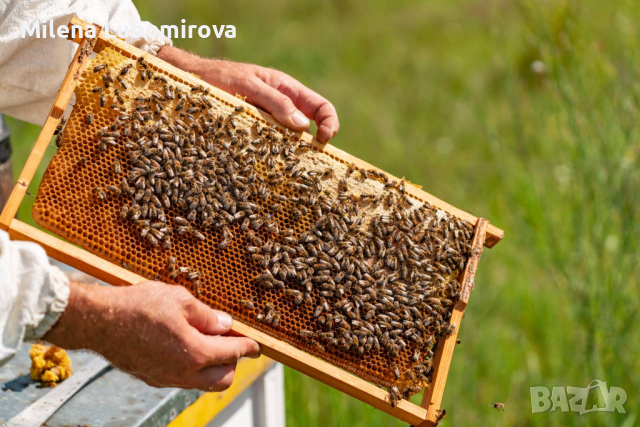 Продавам  Пчелни Семейства Отводки, снимка 3 - За пчели - 45005479