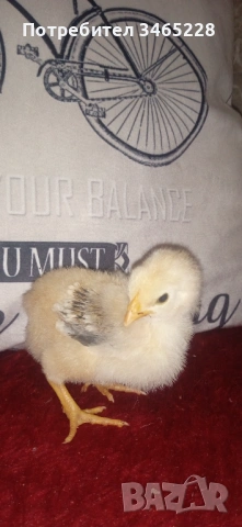 Пиленца Орпингтон 