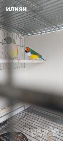 Среброклюни,Японски,Гулдови амадини, снимка 8 - Амадини - 53488807