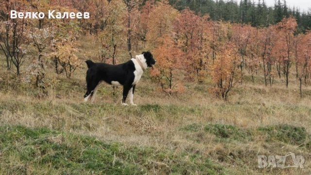 Продавам, снимка 4 - Алабай - 53240964