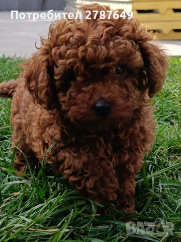 Той пудел момиче, снимка 4 - Пудели - 54066200