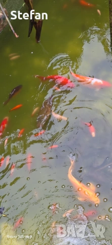 езерни риби, снимка 2 - Други - 54023410