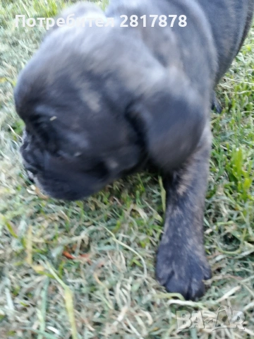 френско булдоче , снимка 2 - Френски булдог - 54160440