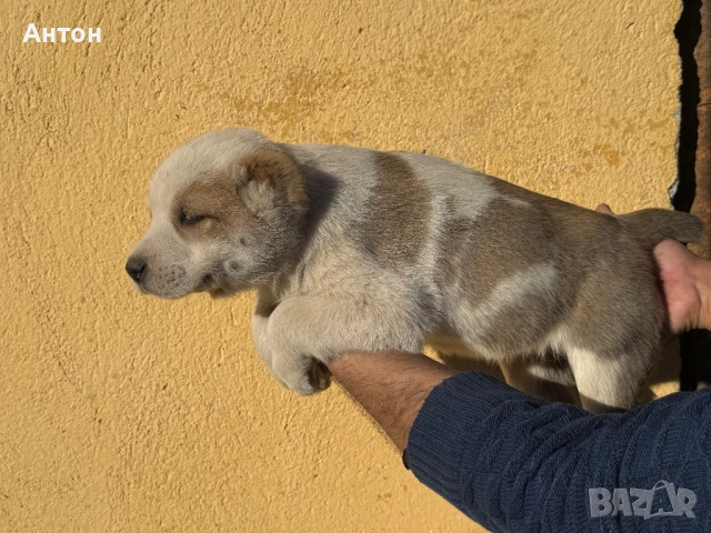 Алабай (Средно Азиатска овчарка), снимка 3 - Алабай - 52940508