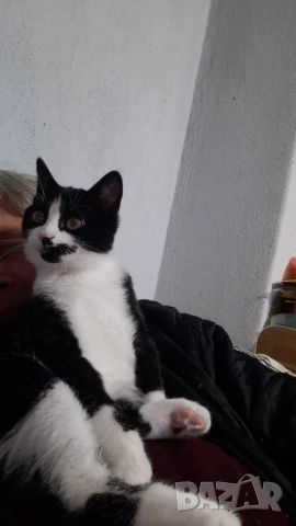 Домашни Полу-Ангорски Котенца + Доставка 60лв, снимка 4 - Ангорски - 40695376