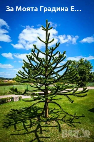 Араукария, снимка 9 - Градински цветя и растения - 53743750