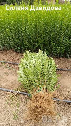 Лигуструм за жив плет , снимка 3 - Градински цветя и растения - 54008160