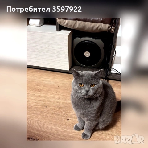 Син британец British Shorthair – 9 месеца, снимка 4 - Британска късокосместа - 53710277