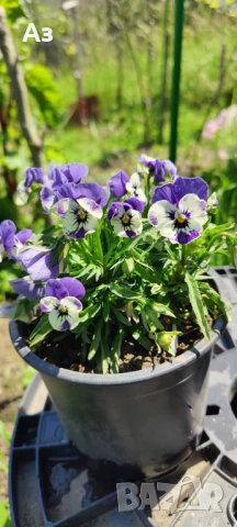 Продавам цветя Теменужки Трикси, снимка 6 - Разсади - 50464114