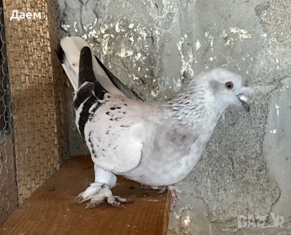 Мардини за игра и Спортни Пощи, снимка 2 - Гълъби - 54296862