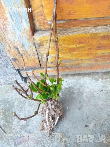 Хортензия , розова , снимка 10 - Разсади - 53745083