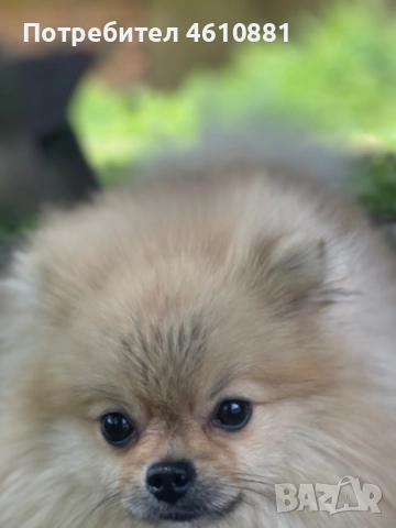 Мъжки Померан - Разплод , снимка 5 - Померан - 51921531