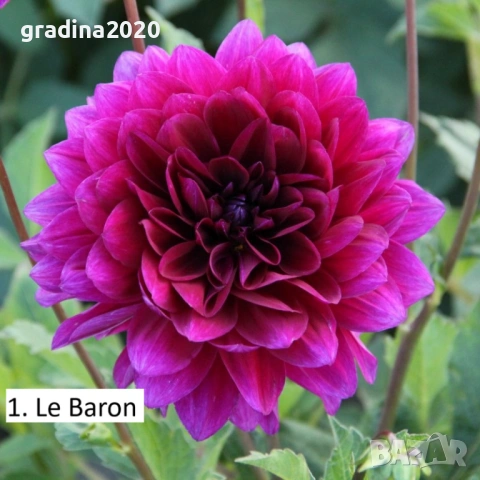 Луковици - Коренище на Далия - Цена за 1 бр.: 2,50 € / 4,89лв., снимка 5 - Разсади - 53145587