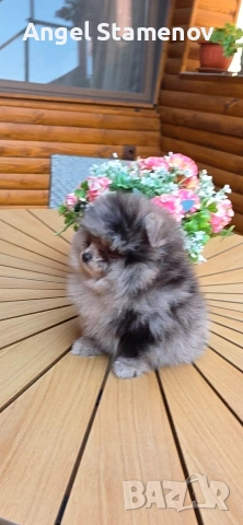 Померанче,момченце мерле! , снимка 2 - Померан - 53208791