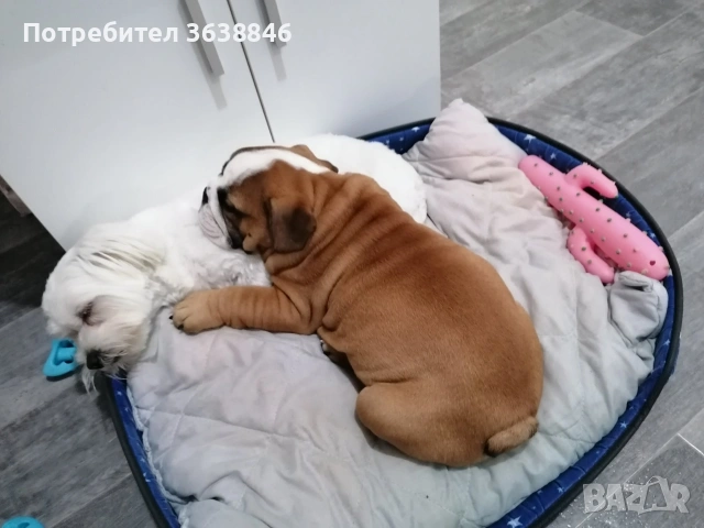 Английски булдог, снимка 4 - Английски булдог - 53704609