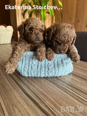 Пудел, снимка 3 - Пудели - 53983996