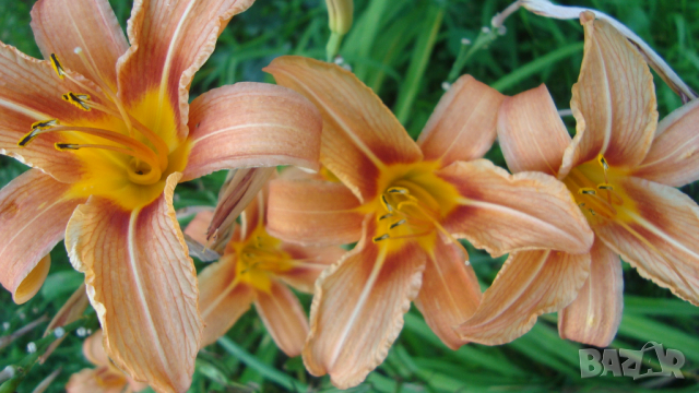 Хемерокалис (Hemerocallis), снимка 2 - Градински цветя и растения - 25124383